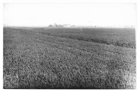 Paesaggio agricolo