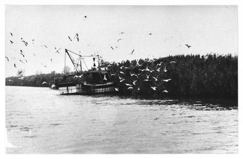 Delta del Po, gabbiani in volo
