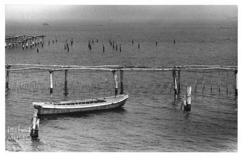 Delta del Po, Sacca di Scardovari