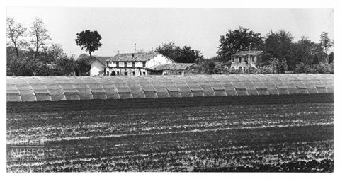 Delta del Po, campi coltivati e serre a Rosolina