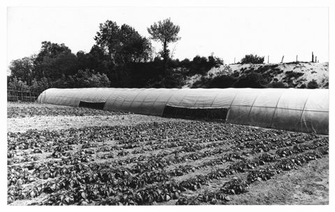 Delta del Po, campi coltivati e serre a Rosolina