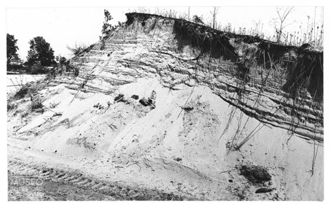 Delta del Po, le dune di sabbia a Rosolina