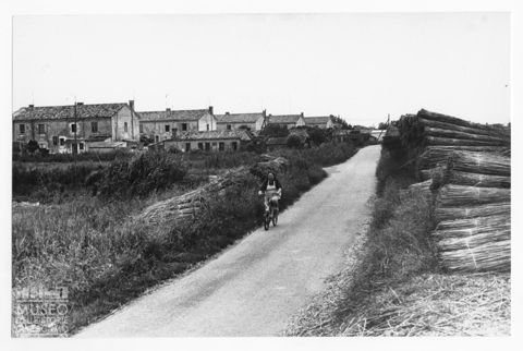 Delta del Po, paesaggio agreste presso Scardovari