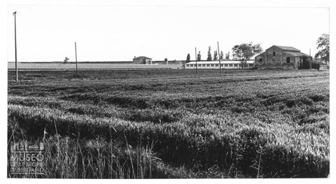 Delta del Po, allevamento del bestiame