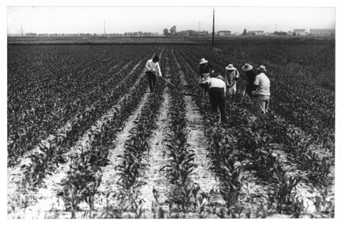 Delta del Po, la coltivazione dei campi