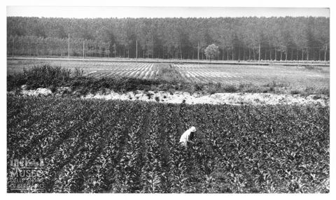 Delta del Po, la coltivazione della barbabietola da zucchero