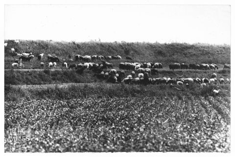 Delta del Po, allevamento di capre