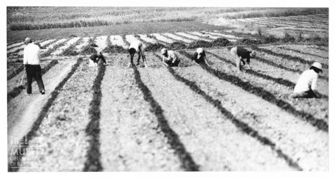 Delta del Po, allevamento di capre