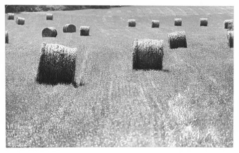 Delta del Po, balle di fieno in un campo