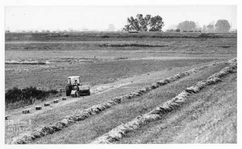 Delta del Po, la fienagione