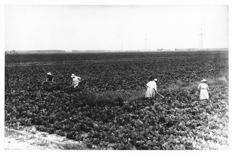Delta del Po, la coltivazione della barbabietola da zucchero