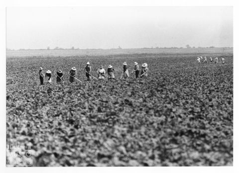 Delta del Po, la coltivazione della barbabietola da zucchero