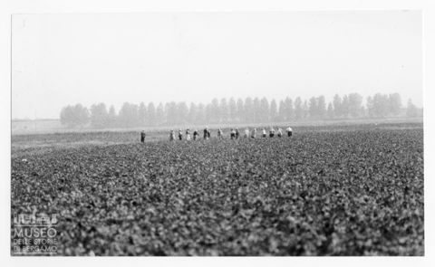 Delta del Po, la coltivazione della barbabietola da zucchero