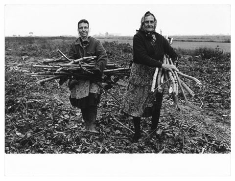 Delta del Po, la raccolta della legna