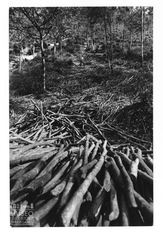 Raccolta del legno per le carbonaie marchigiane