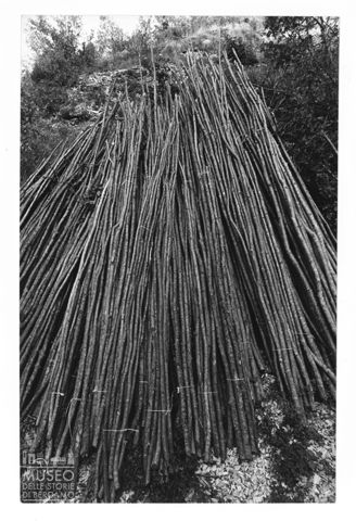 Pali di legno per carbonaia nelle Marche