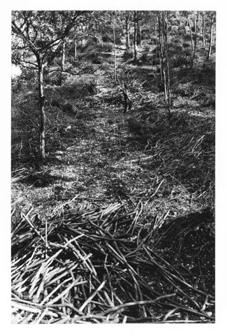 Raccolta del legno per le carbonaie marchigiane