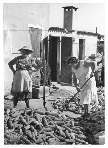 Delta del Po, la lavorazione del mais