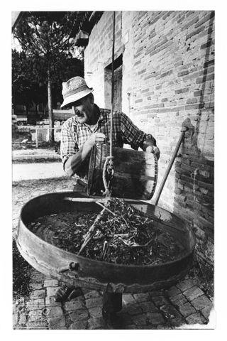 Lavorazione agricola tradizionale nelle Marche