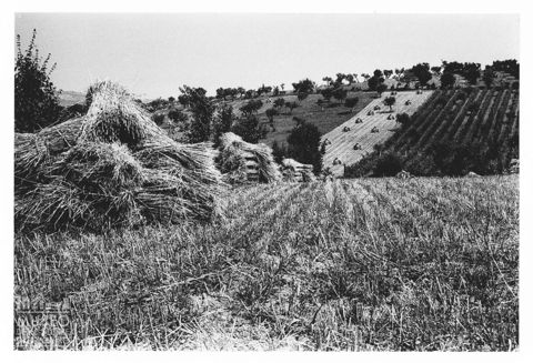 Paesaggio collinare marchigiano