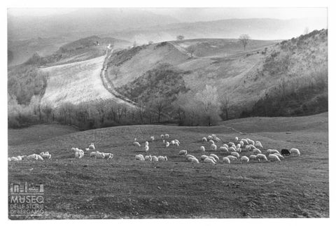 Pastorizia in paesaggio marchigiano