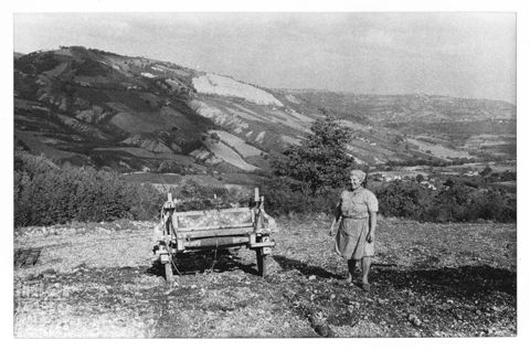 Scena di vita agreste nelle Marche