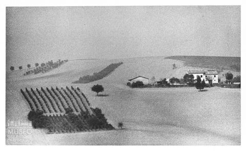 Paesaggio marchigiano