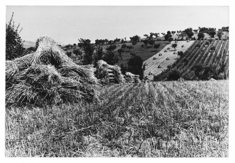 Paesaggio marchigiano