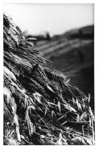 Spighe di grano