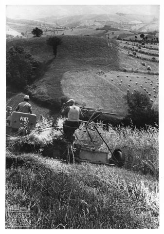 La mietitura nella campagna marchigiana