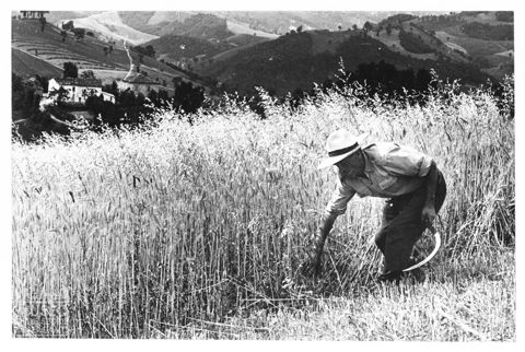 La mietitura nella campagna marchigiana