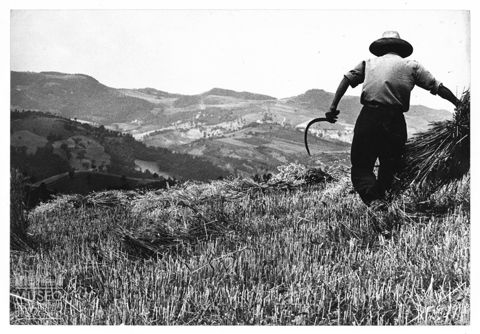 La raccolta del grano nella campagna marchigiana