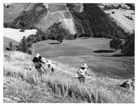 La mietitura del grano nella campagna marchigiana