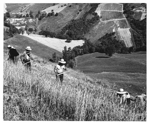 La mietitura del grano nella campagna marchigiana