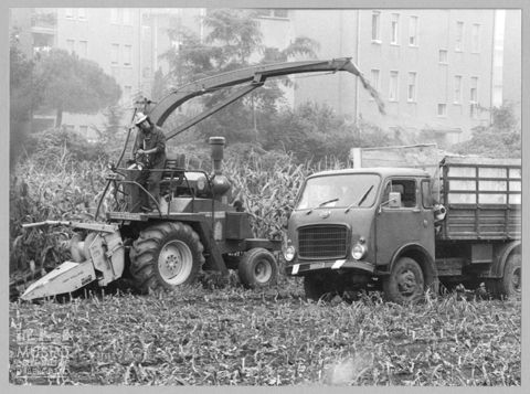 Raccolta e trebbiatura meccanica del granoturco a Bergamo
