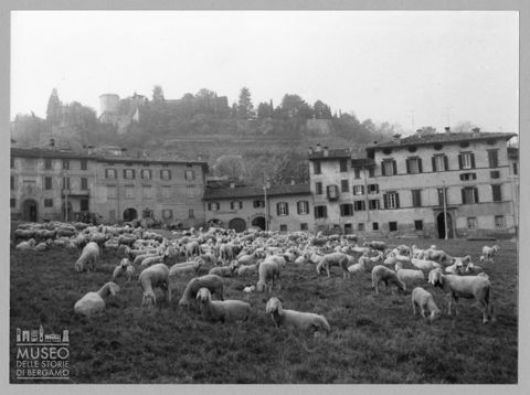 Pecore in sosta alla Fara