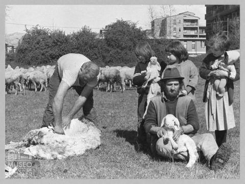 Tosatura delle pecore a Bergamo