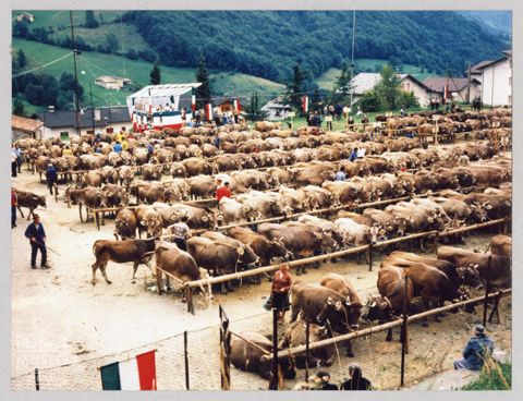 Mercato del bestiame a Serina
