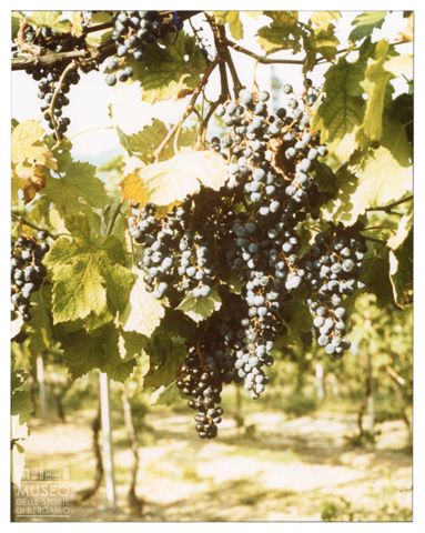 Azienda agricola Lurani Cernuschi ad Almenno San Salvatore