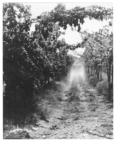 Azienda agricola Lurani Cernuschi ad Almenno San Salvatore
