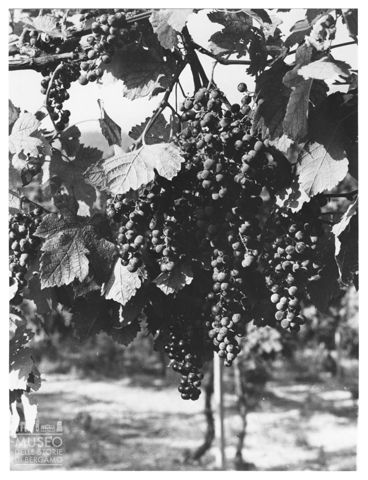 Azienda agricola Lurani Cernuschi ad Almenno San Salvatore