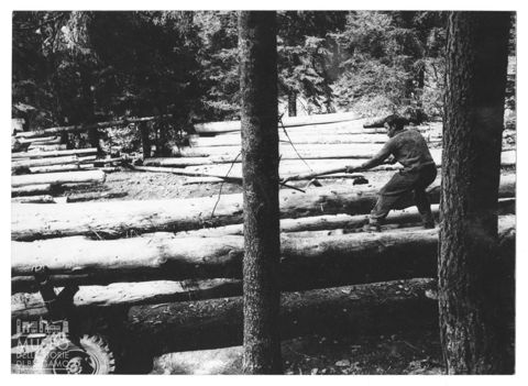 Taglio di un bosco presso Ardesio