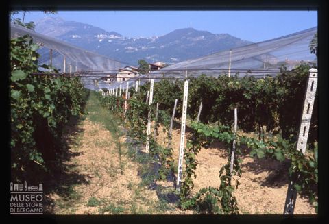 Vitigno dell'Azienda agricola Lurani Cernuschi