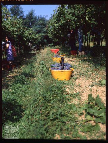 Raccolta dell'uva nell'Azienda Agricola Lurani Cernuschi