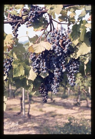 Azienda agricola Lurani Cernuschi ad Almenno San Salvatore