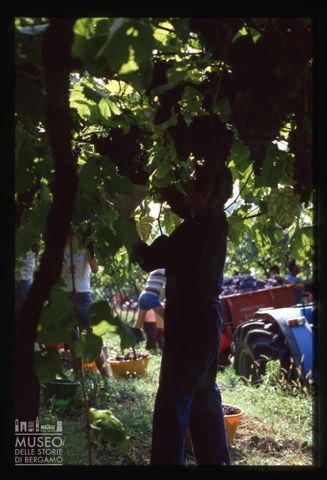 Azienda agricola Lurani Cernuschi ad Almenno San Salvatore