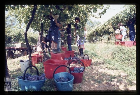 Raccolta dell'uva Azienda agricola Lurani Cernuschi