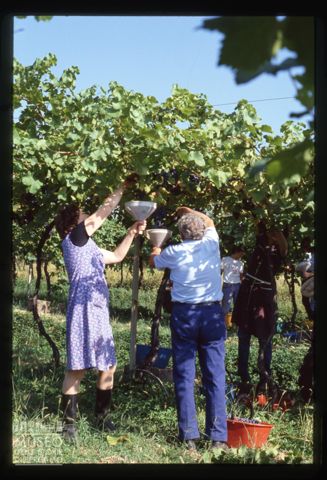 Raccolta dell'uva Azienda agricola Lurani Cernuschi