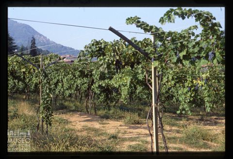 Raccolta dell'uva Azienda agricola Lurani Cernuschi