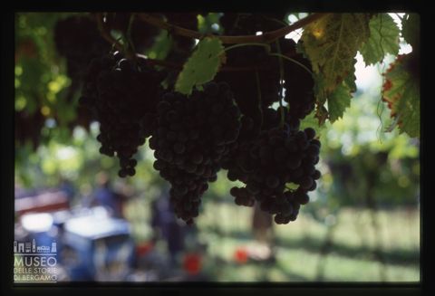 Grappolo d'uva Merlot